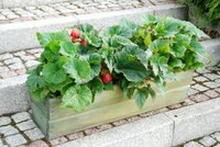 TRADGARD zahradní truhlík 64 x 17 cm zelená
