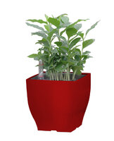 G21 zahradní samozavlažovací květináč CUBE MINI 13 x 13,5 cm červená